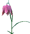flower401.GIF (4995 bytes)