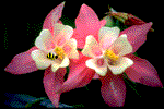 flowerssprg.GIF (11310 bytes)