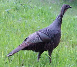 Turkey hen. Photo by Kim A. Cabrera